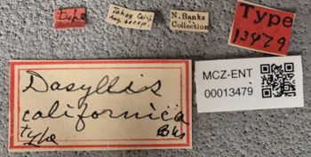 Media type: image;   Entomology 13479 Description: Specimen documentation photo of labelsfrom specimen MCZ:Ent:13479, captured on2025-05-14;  Aspect: labels